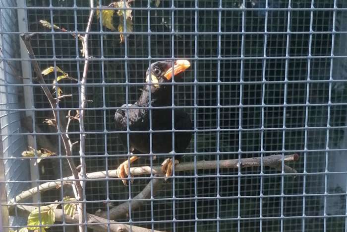 middel beos (gracula religiosa intermedia)2025