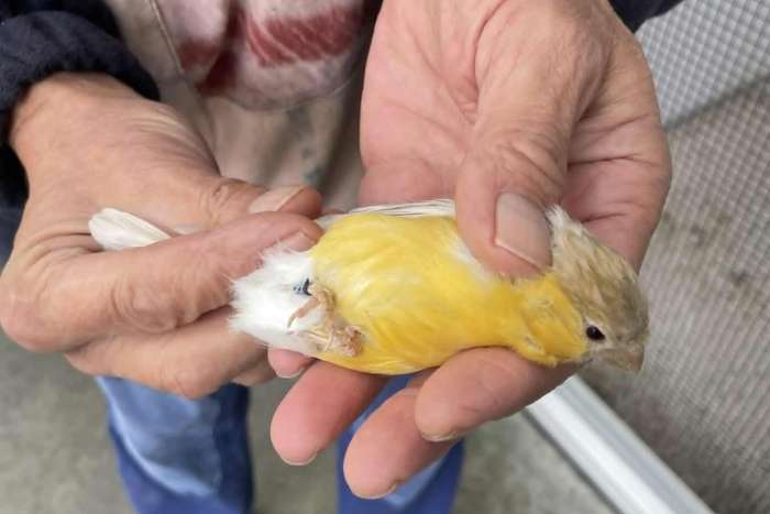 geelbruinpastel goudvink gereserveerd tot maandag