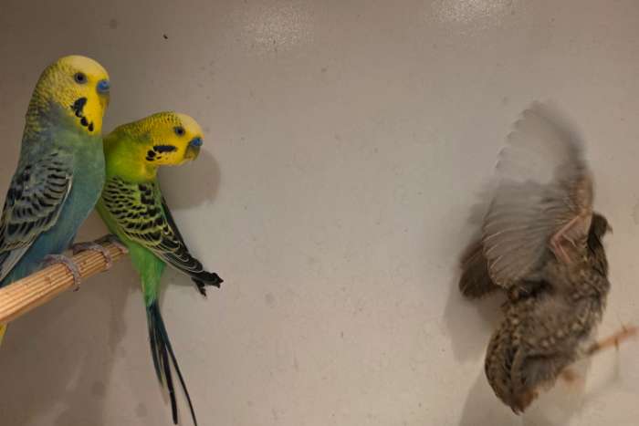 prachtige grasparkieten