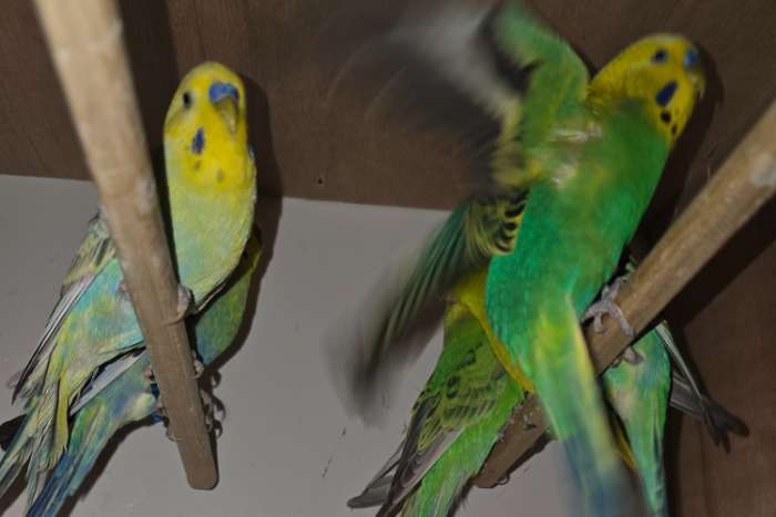 prachtige grasparkieten