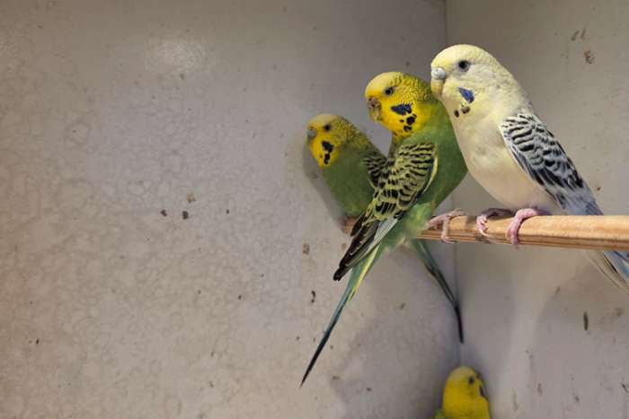 prachtige grasparkieten