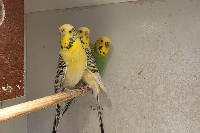 prachtige grasparkieten