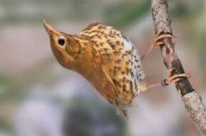 grive musicienne 1-0