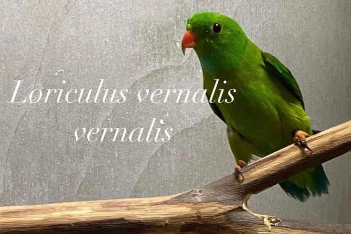 te koop gevraagd ! lentepapegaaitje