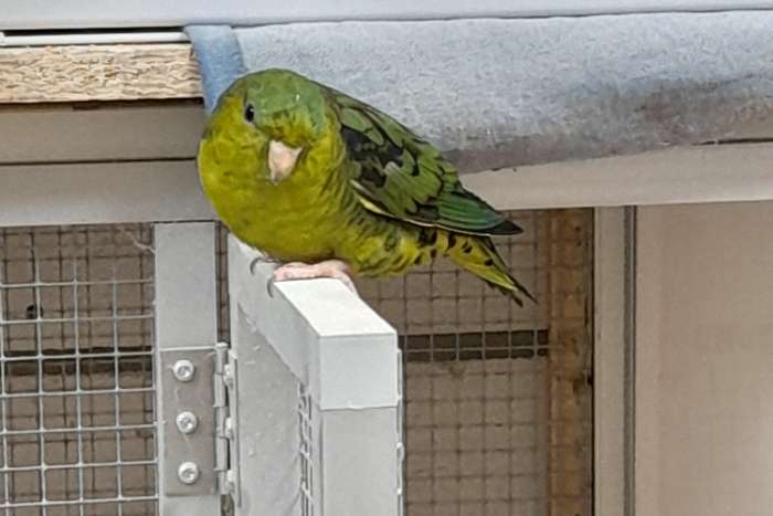 catharina parkiet pop 2025