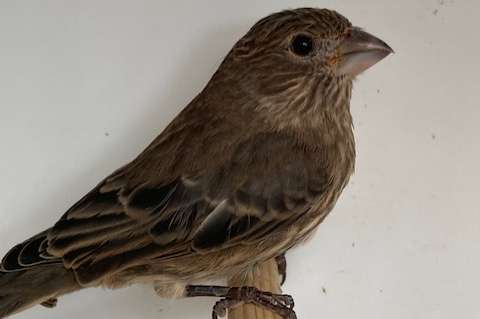 mexicaanse roodmussen