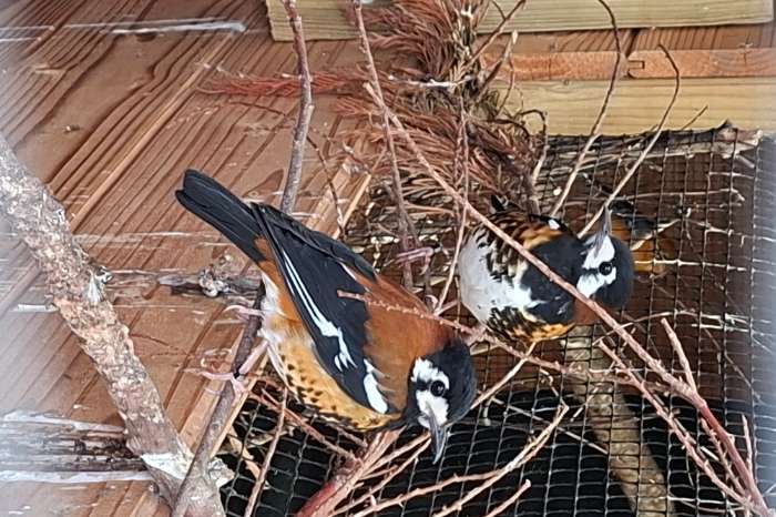 ruilen kastanjeruglijster