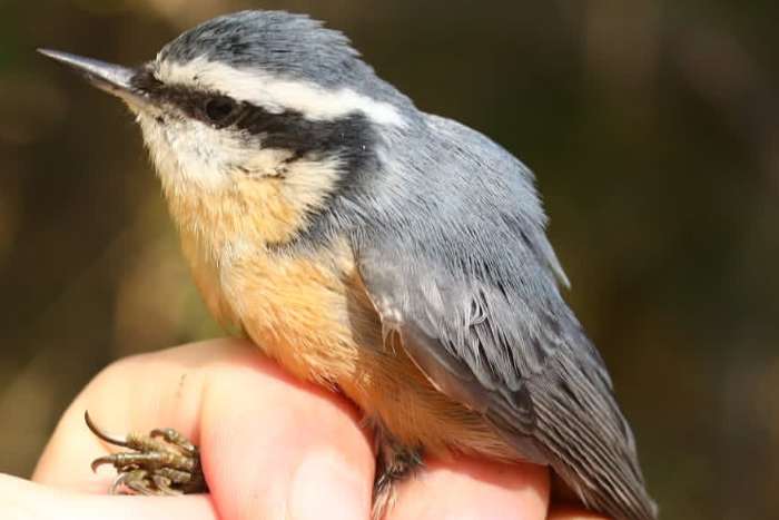 red-breasted nuthatch