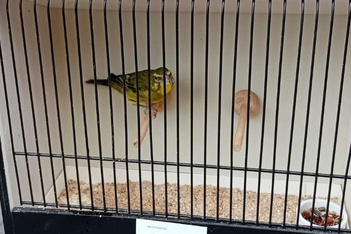 zwavel gele dikbekcini, 2024, 2025 en 2023