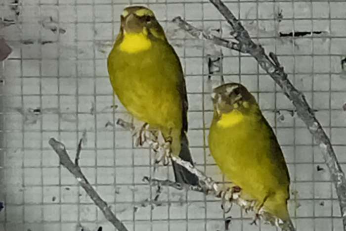 zwavel gele dikbekcini, 2024, 2025 en 2023