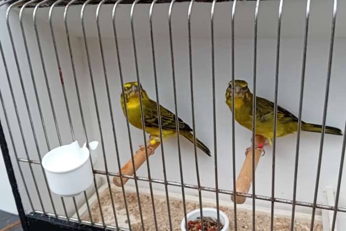 zwavel gele dikbekcini, 2024, 2025 en 2023