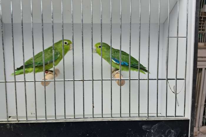 koppel forpus cyanopygius (mexicaanse forpus) 2018