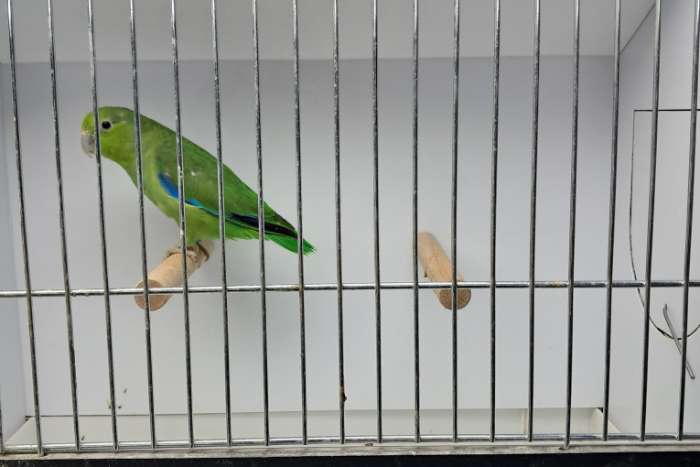 forpus cyanopygius (mexicaanse forpus) man van 2019