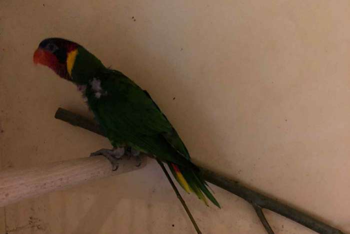 ornaatlori 1-0 (2019)