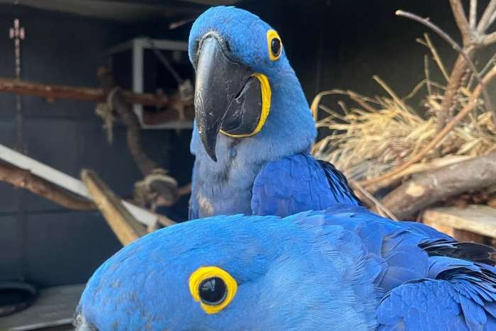 hyacinth macaw