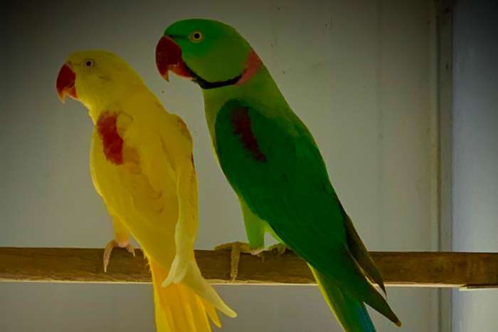 alexandrine parakeet