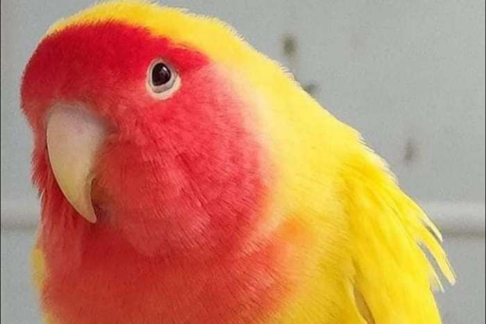 aqua ino st type (lang bevederd )