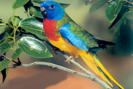 vogelbeurs dordrecht