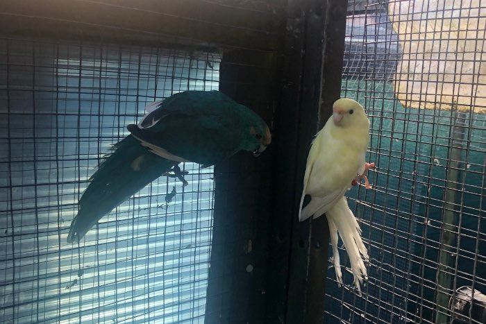 kweekkoppel kakarikies 2024