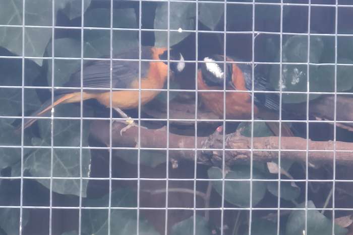 sneeuwkruin tapuiten 1-1