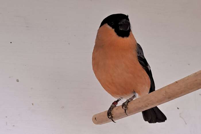 kleine europese goudvink man