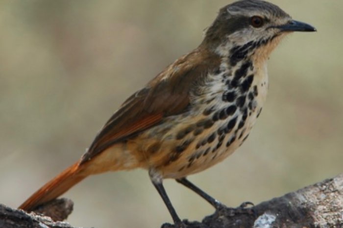 palmlijsters gezocht palmlijster