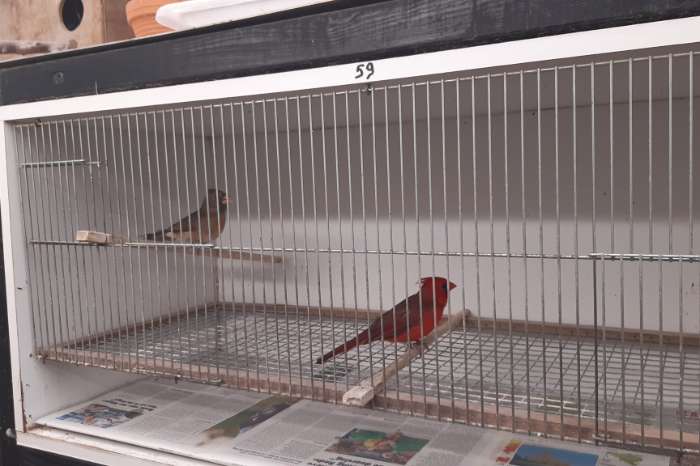 mooi koppel rode kardinalen