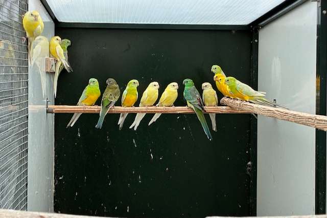 roodrug parkieten in verschillende kleurslagen.