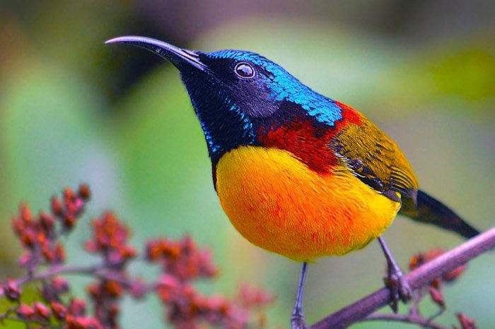 groenstaarthoningvogel (aethopyga nipalensis)