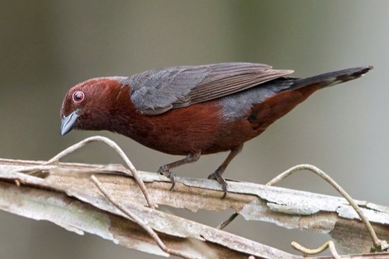 bruinborstastrilde (nigrita bicolor)