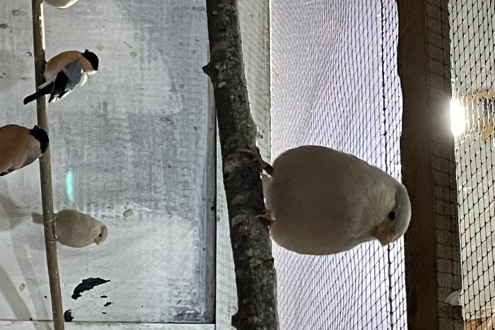 goudvinken in alle kleur mutaties te koop