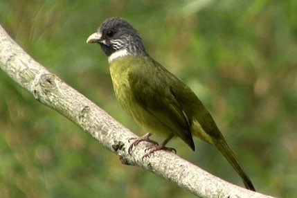 bijgewerkte lijst bijzondere soorten vogels
