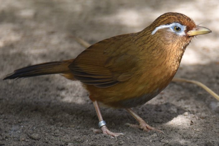 bijgewerkte lijst bijzondere soorten vogels