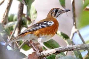 bijgewerkte lijst bijzondere soorten vogels