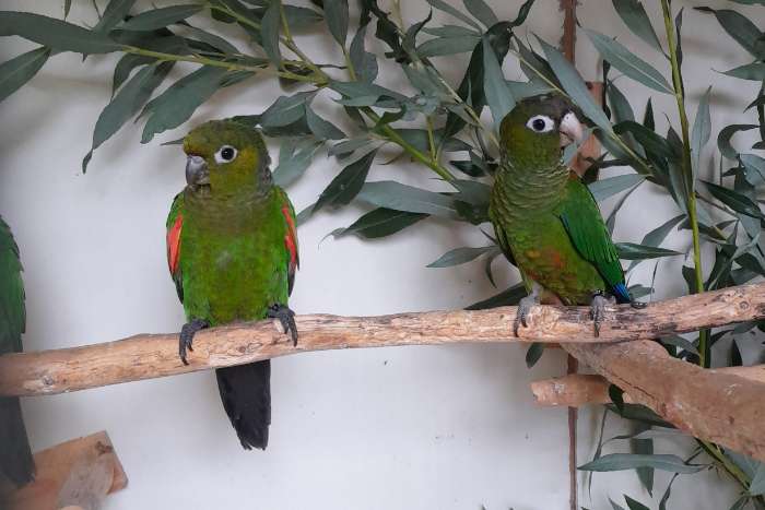 egregia, pacifica en lepida's