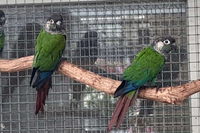 egregia, pacifica en lepida's