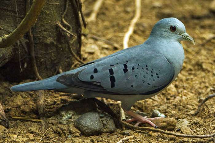 te koop blauwe grondduifjes
