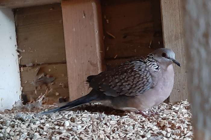 te koop gevraagd duivin kleine parelhalstortel.