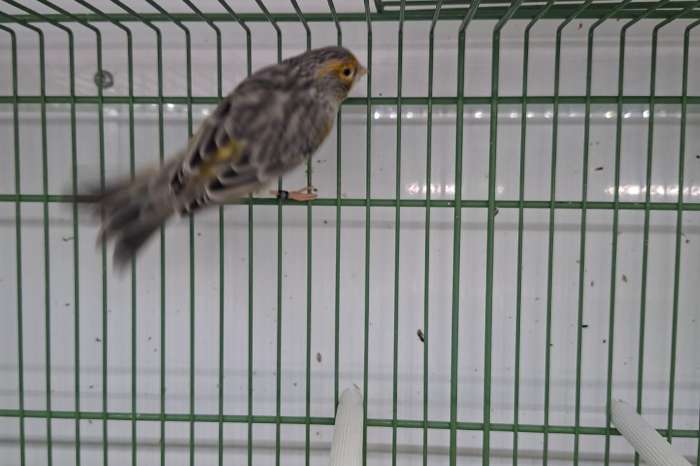 te koop agaat geel mozaiek