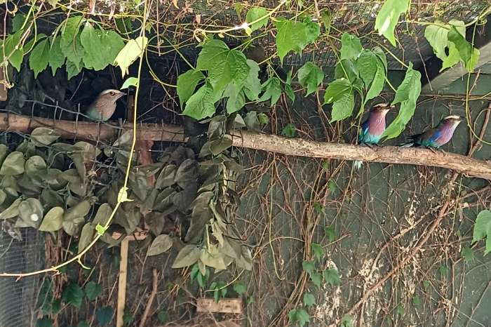 vorkstaart scharrelaar / coracias caudatus/lillabreastet roller