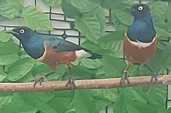 onverwant koppel driekleurglansspreeuwen