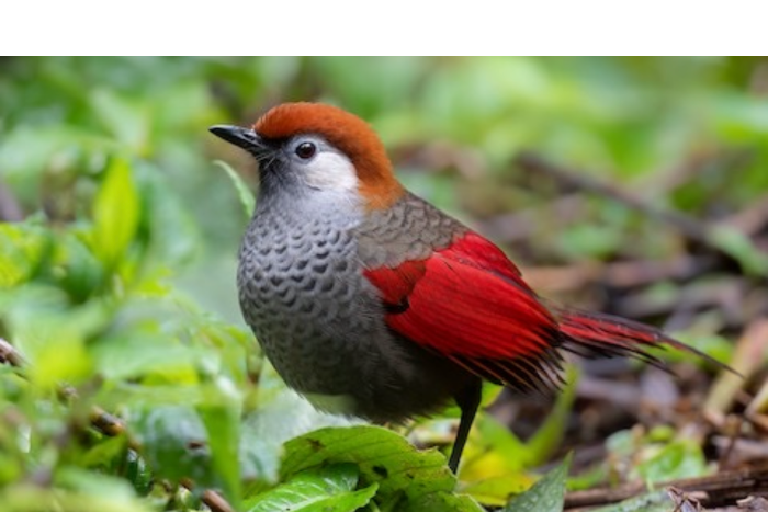 koppel roodstaart gaailijsters