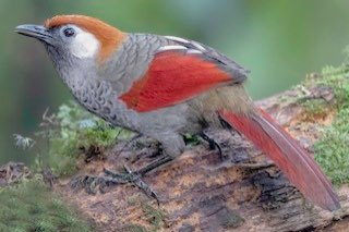 koppel roodstaart gaailijsters