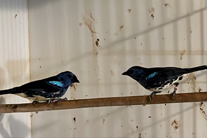 koppel tangara mexicana te koop