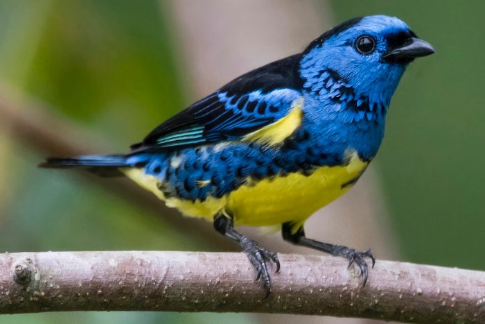 koppel tangara mexicana te koop