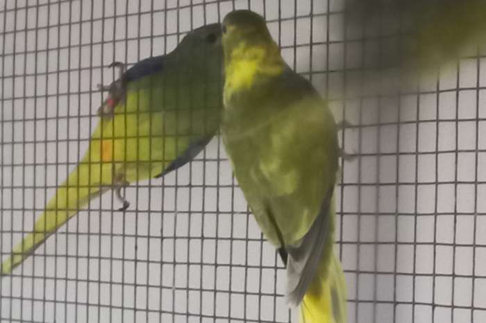 bonte elegant mannen gevraagd