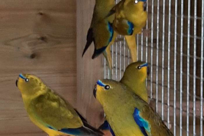 elegant parkiet poppen ruilen tegen mannen