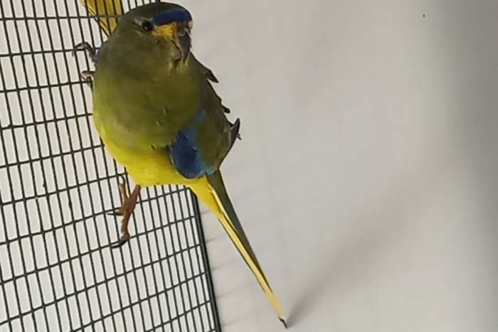 elegant parkiet poppen ruilen tegen mannen