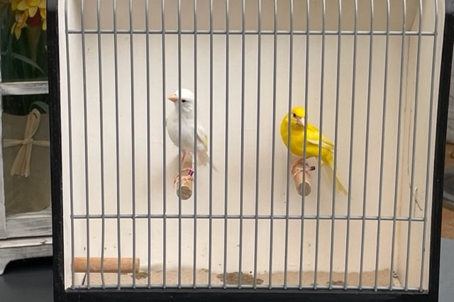 te koop raza kanaries