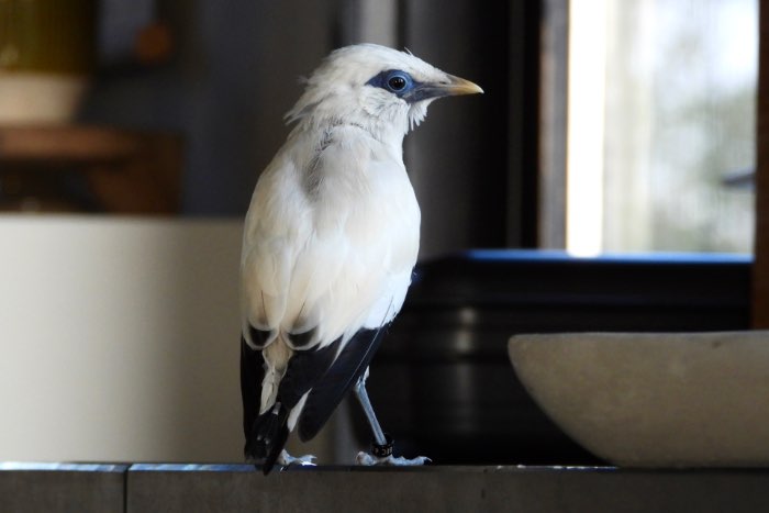 gezocht tamme balispreeuw man!